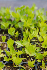 Attēlu rezultāti vaicājumam “Levisticum officinale leaf”