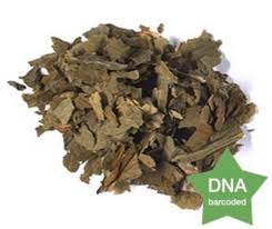 Attēlu rezultāti vaicājumam “Allium ursinum leaf”