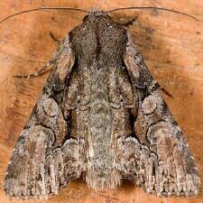 Attēlu rezultāti vaicājumam “Lacanobia contigua imago”