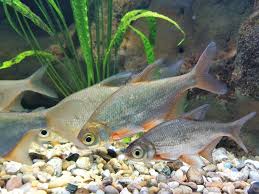 Image result for Blicca bjoerkna