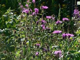 Attēlu rezultāti vaicājumam “Centaurea phrygia bud”