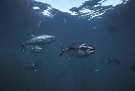 Image result for Thunnus maccoyii