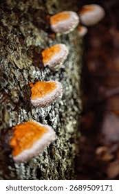 Attēlu rezultāti vaicājumam “Fomitopsis rosea”