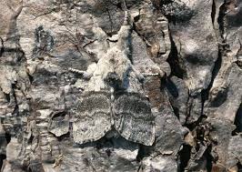 Attēlu rezultāti vaicājumam “Calliteara pudibunda”