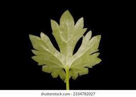 Attēlu rezultāti vaicājumam “Ranunculus auricomus leaf”