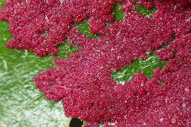 Attēlu rezultāti vaicājumam “Acalitus longisetosus”