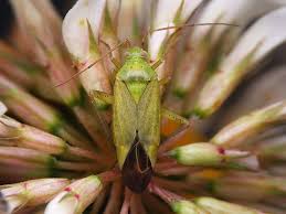Attēlu rezultāti vaicājumam “Rhabdomiris striatellus imago”