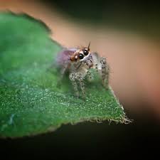 Attēlu rezultāti vaicājumam “Paidiscura pallens eggs”
