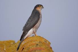 Attēlu rezultāti vaicājumam “Accipiter nisus”