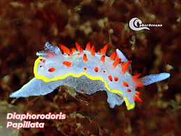 Image result for Diplodus cadenati