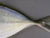 Image result for Caranx ruber