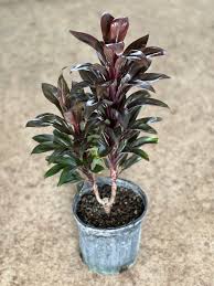 Attēlu rezultāti vaicājumam “Conardia compacta”