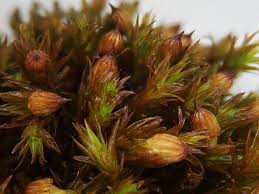 Attēlu rezultāti vaicājumam “Orthotrichum, Nyholmiella”