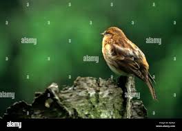 Attēlu rezultāti vaicājumam “Carduelis flammea female”