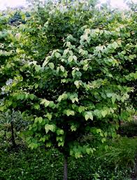 Attēlu rezultāti vaicājumam “Cercidiphyllum japonicum”
