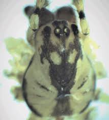 Attēlu rezultāti vaicājumam “Metellina merianae”