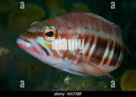Image result for Serranus atricauda