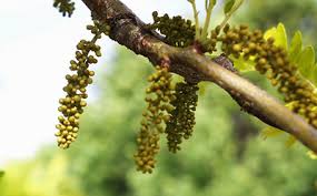 Attēlu rezultāti vaicājumam “Gleditsia triacanthos bud”