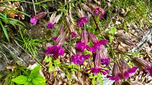 Attēlu rezultāti vaicājumam “Silene viscaria fruit”