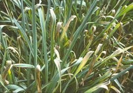 Attēlu rezultāti vaicājumam “Narcissus leaf”