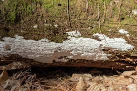 Attēlu rezultāti vaicājumam “Phlebia serialis”