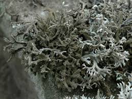 Attēlu rezultāti vaicājumam “Pseudevernia furfuracea”