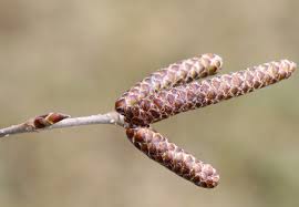 Attēlu rezultāti vaicājumam “Betula alleghaniensis”