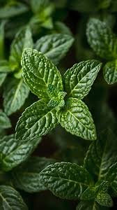 Attēlu rezultāti vaicājumam “Mentha spicata leaf”