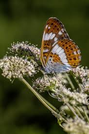 Attēlu rezultāti vaicājumam “Limenitis camilla upperside”