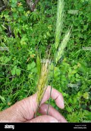 Attēlu rezultāti vaicājumam “Hordelymus europaeus leaf”