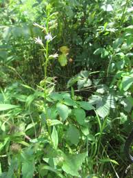 Attēlu rezultāti vaicājumam “Calystegia inflata leaf”