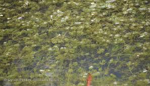 Attēlu rezultāti vaicājumam “Chara hispida”