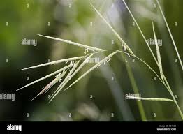 Attēlu rezultāti vaicājumam “Bromopsis benekenii”