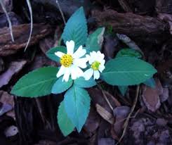 Attēlu rezultāti vaicājumam “Bidens frondosa flower”