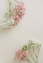 Attēlu rezultāti vaicājumam “Gypsophila paniculata bud”