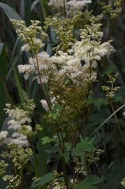 Attēlu rezultāti vaicājumam “Filipendula ulmaria”