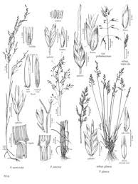 Attēlu rezultāti vaicājumam “Poa nemoralis”