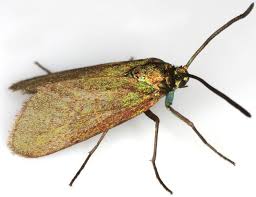 Attēlu rezultāti vaicājumam “Adscita statices”