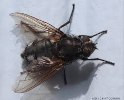 Attēlu rezultāti vaicājumam “Sericomyia sp.”