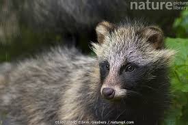 Attēlu rezultāti vaicājumam “Nyctereutes procyonoides”