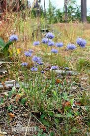 Attēlu rezultāti vaicājumam “Jasione montana fruit”