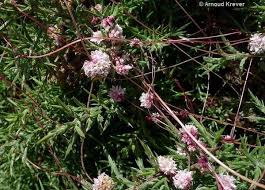 Attēlu rezultāti vaicājumam “Cuscuta epithymum subsp. trifolii”