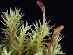 Attēlu rezultāti vaicājumam “Dichodontium pellucidum”