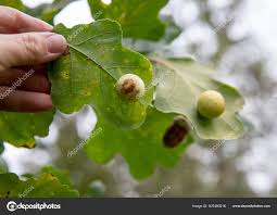 Attēlu rezultāti vaicājumam “Cynips quercusfolii”