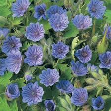 Attēlu rezultāti vaicājumam “Geranium bohemicum leaf”