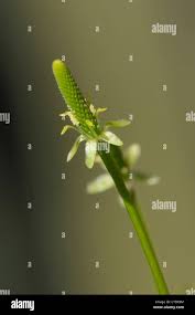 Attēlu rezultāti vaicājumam “Myosurus minimus flower”