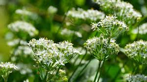 Image result for Allium tuberosum