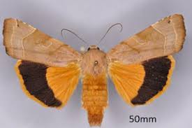 Attēlu rezultāti vaicājumam “Noctua fimbriata imago”