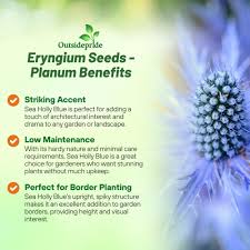 Attēlu rezultāti vaicājumam “Eryngium planum fruit”