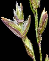 Attēlu rezultāti vaicājumam “Poa palustris leaf”